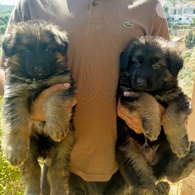German shepherd puppies for sale
