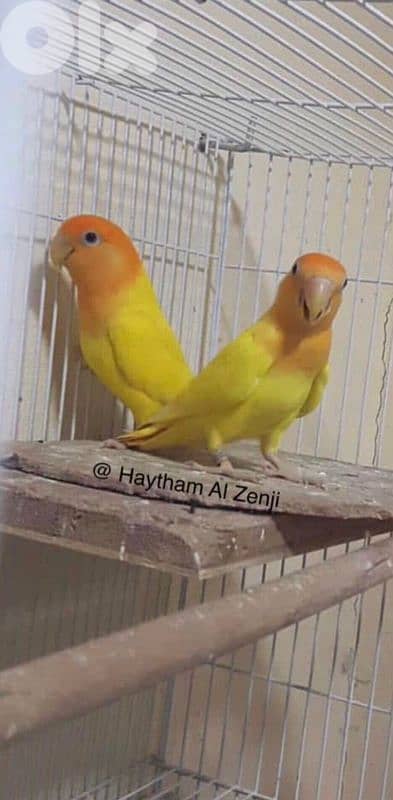 جوز  أورنجات اوبلاين روز ترباية بيت