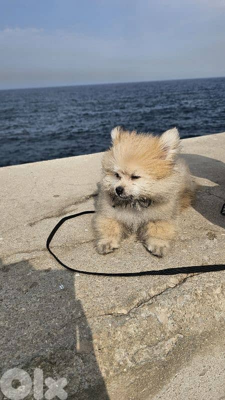 Pomeranian spitz 3