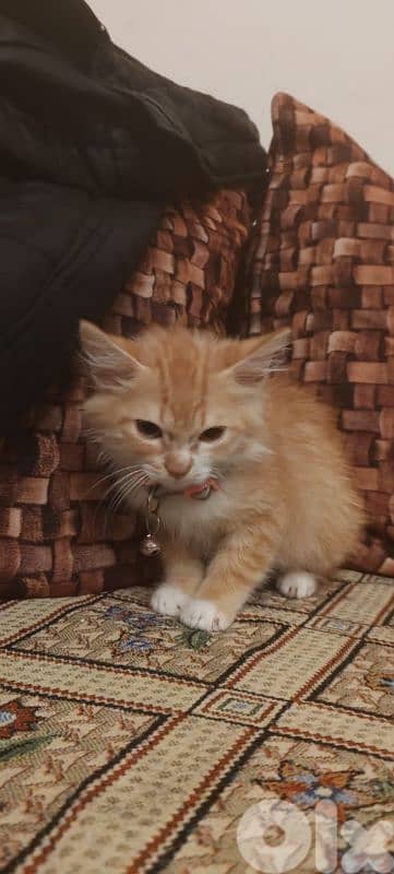 عين الرماني  بيروت