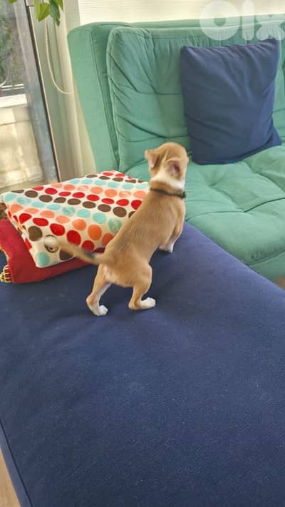 chiwawa puppy for sale 03754024