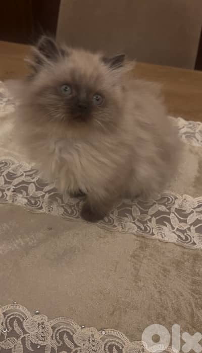 Scottish and Himalayan kittens 81102512