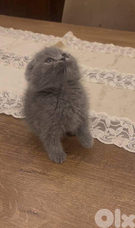 Scottish and Himalayan kittens 81102512 1