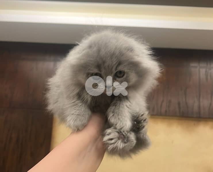 Scottish and Himalayan kittens 81102512 2