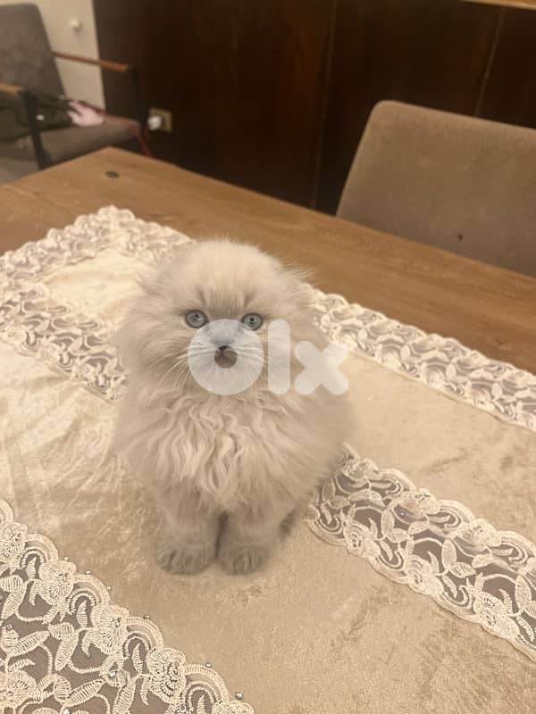 Scottish and Himalayan kittens 81102512 3