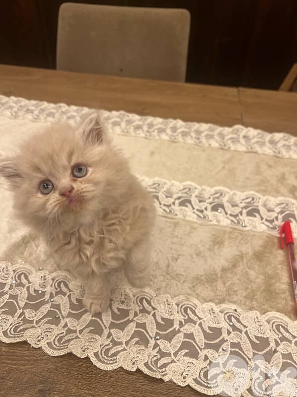 Scottish and Himalayan kittens 81102512 4