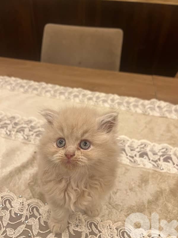 Scottish and Himalayan kittens 81102512 5