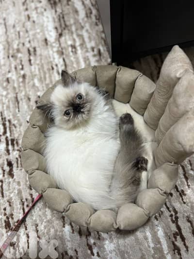 انتاية همالايا