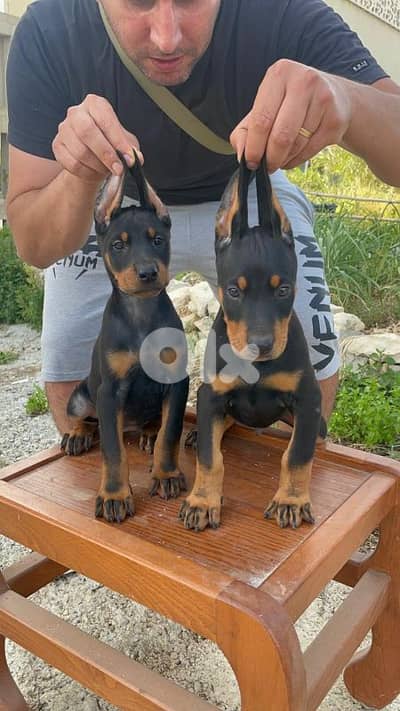 doberman European