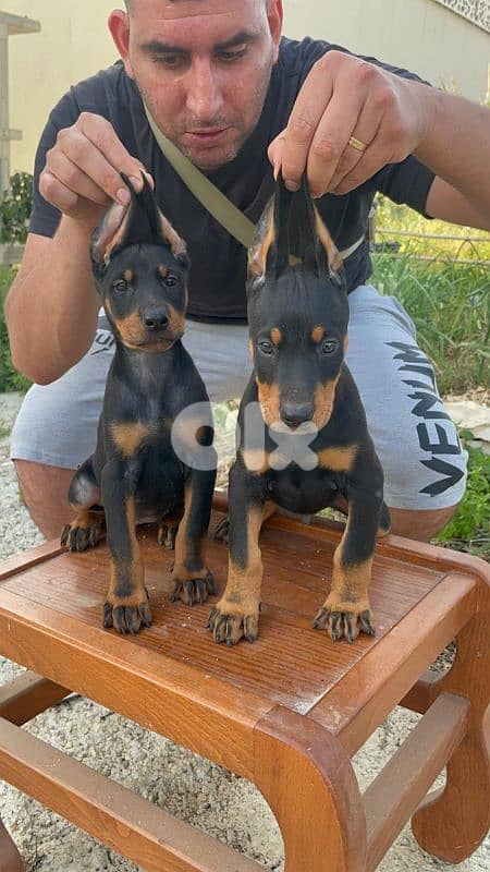 doberman European 1