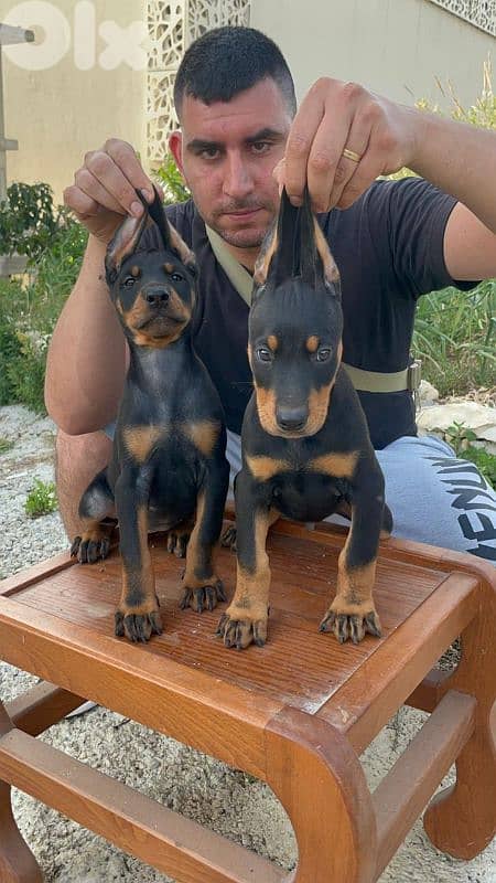 doberman European 2