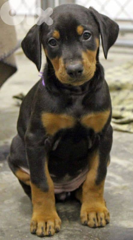 doberman European 4