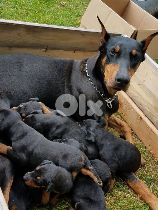 doberman European 5