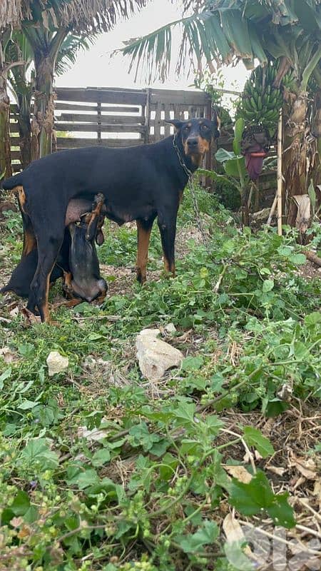 doberman European 6