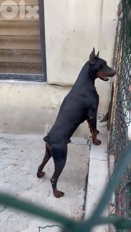 doberman European 7