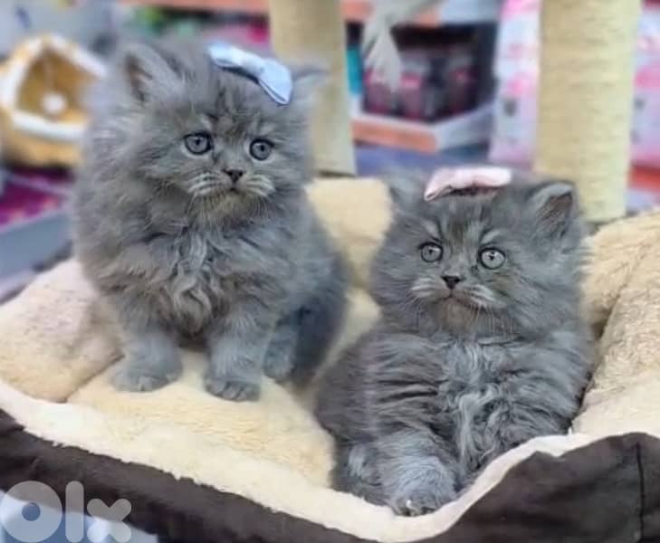 Scottish and Himalayan kittens 81102512 6