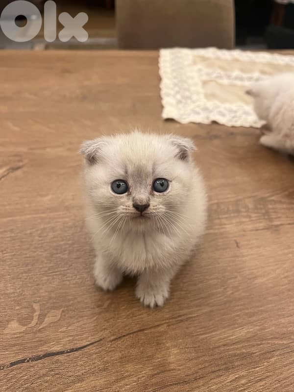 Scottish and Himalayan kittens 81102512 7