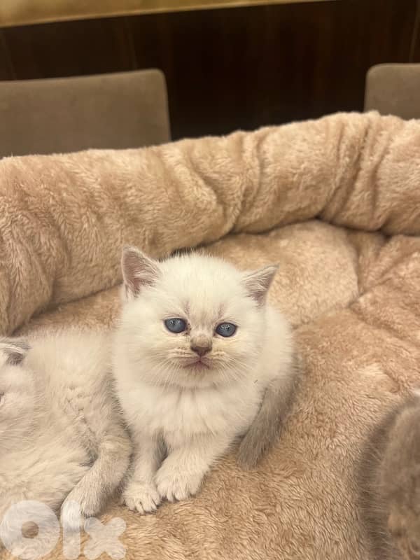 Scottish and Himalayan kittens 81102512 10