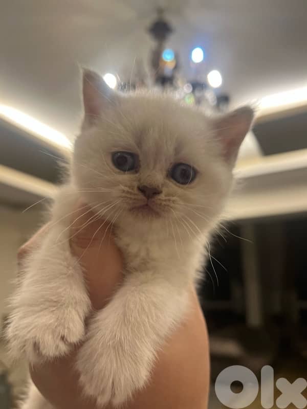 Scottish and Himalayan kittens 81102512 11