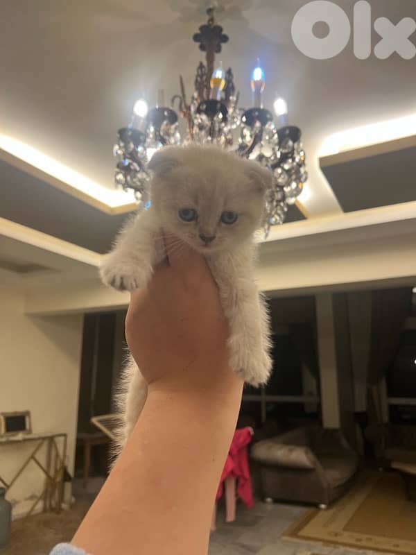 Scottish and Himalayan kittens 81102512 12