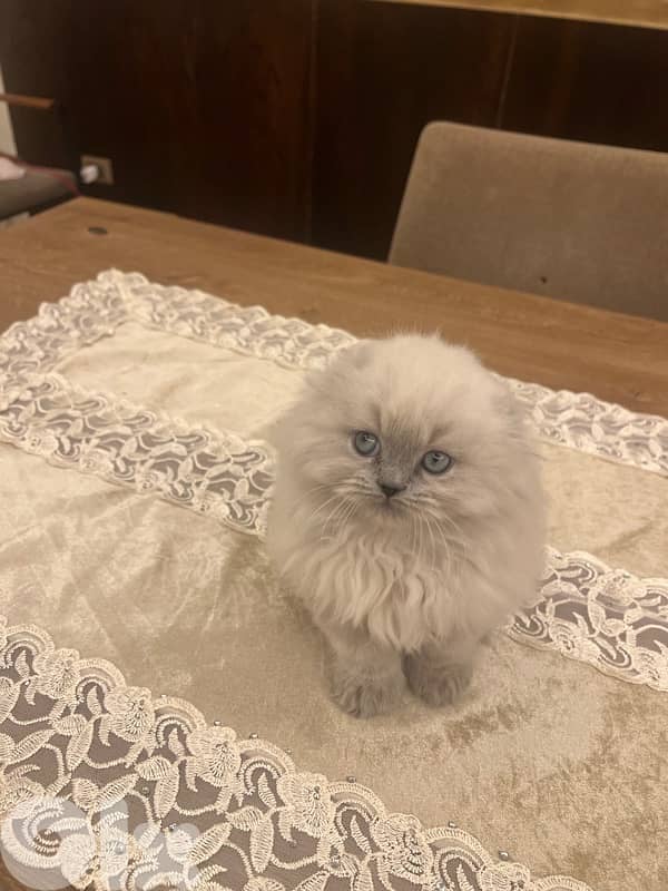 Scottish and Himalayan kittens 81102512 13