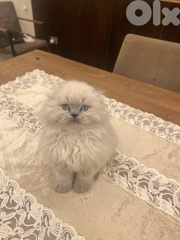 Scottish and Himalayan kittens 81102512 14