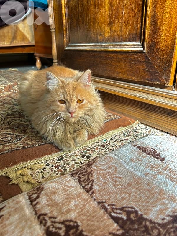 Domestic Longhair orange cat 1