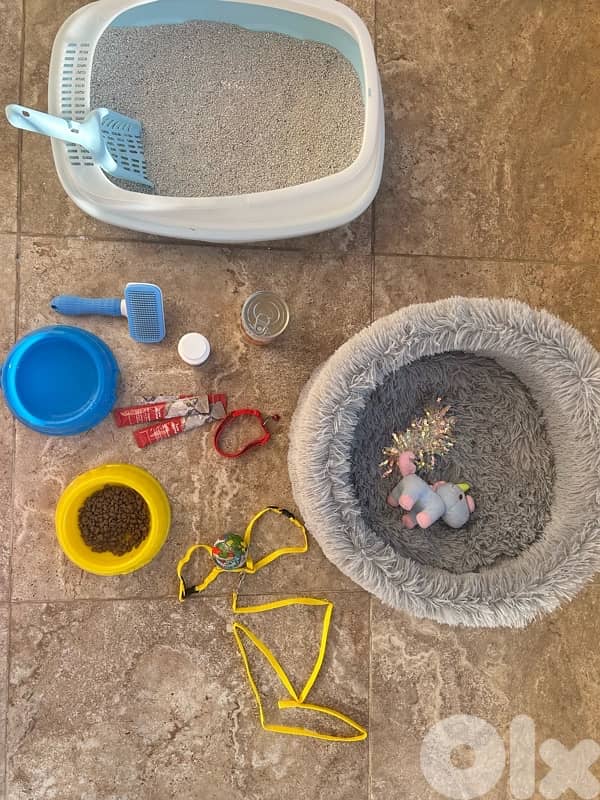 Domestic Longhair orange cat 3