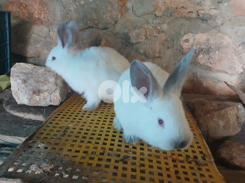 Giant French papillon Rabbits 16