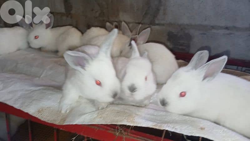 Giant French papillon Rabbits 17