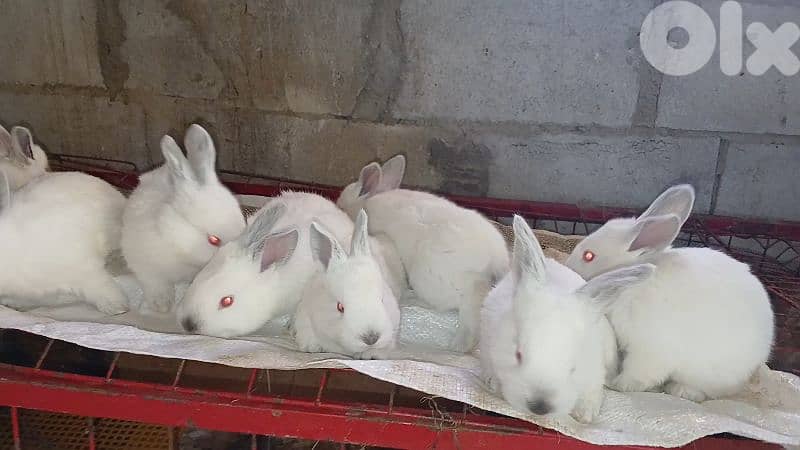 Giant French papillon Rabbits 18