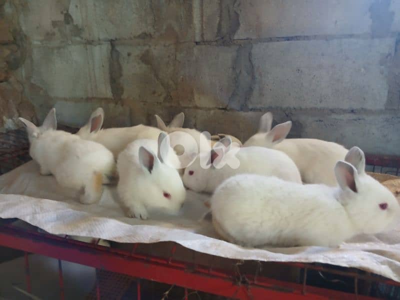 Giant French papillon Rabbits 19