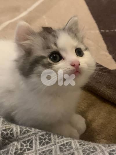 تحيطة الغظير