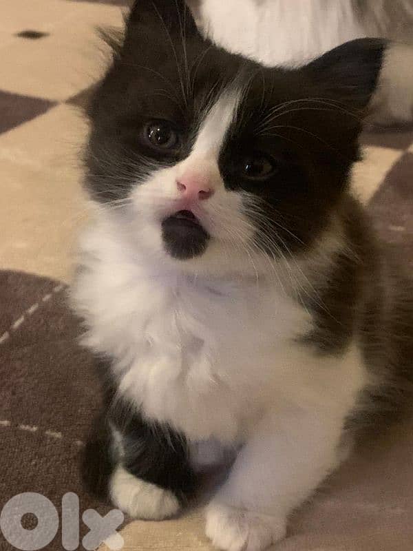 تحيطة الغظير 1