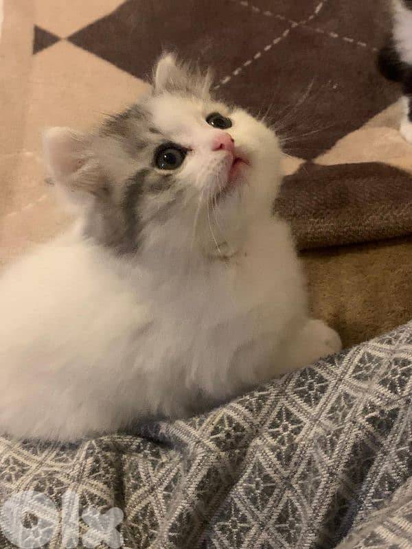 تحيطة الغظير 2