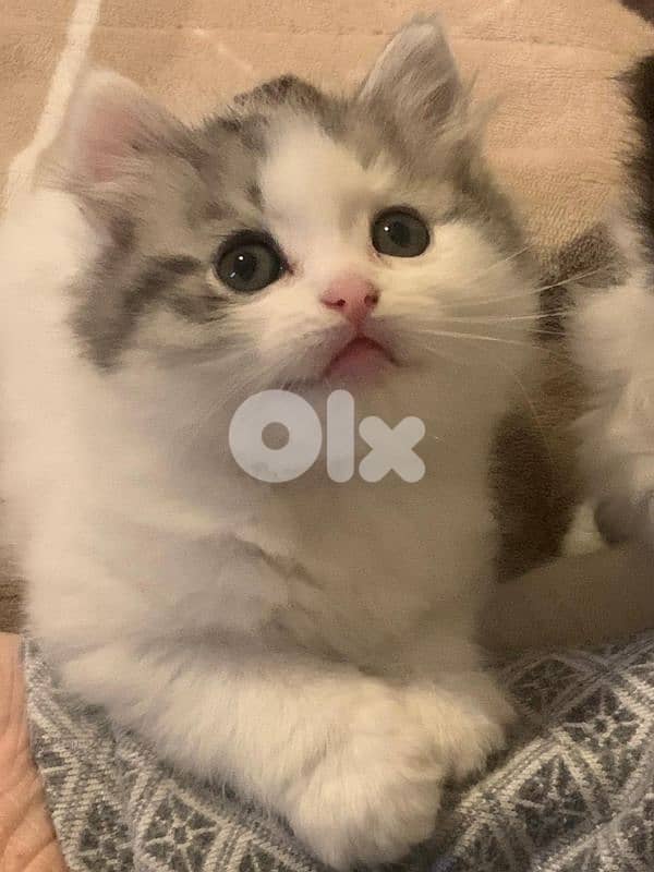 تحيطة الغظير 3