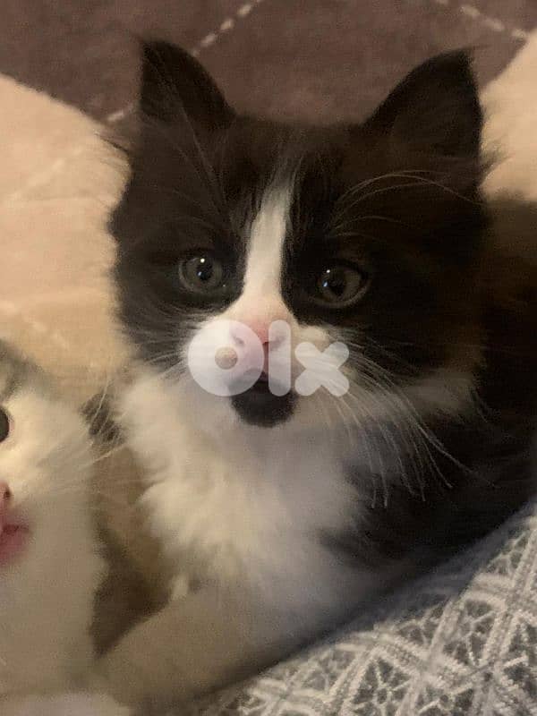 تحيطة الغظير 4