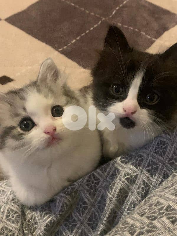 تحيطة الغظير 5