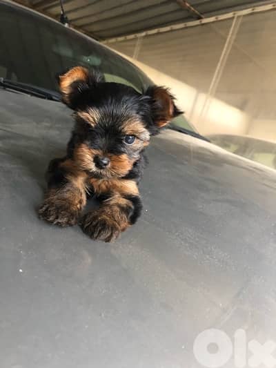yorkshire mini puppy