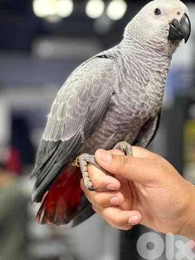 كاسكو دبل دبل جامبو