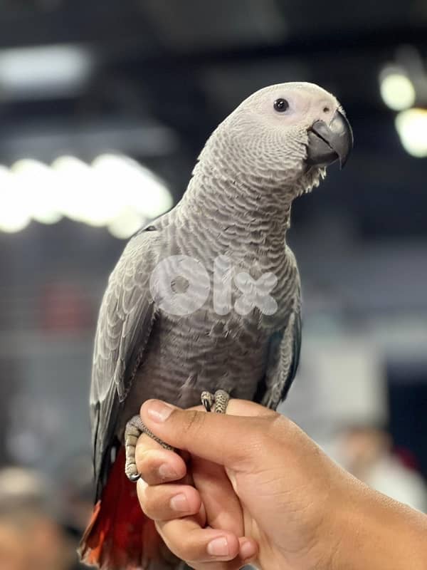 كاسكو دبل دبل جامبو 1