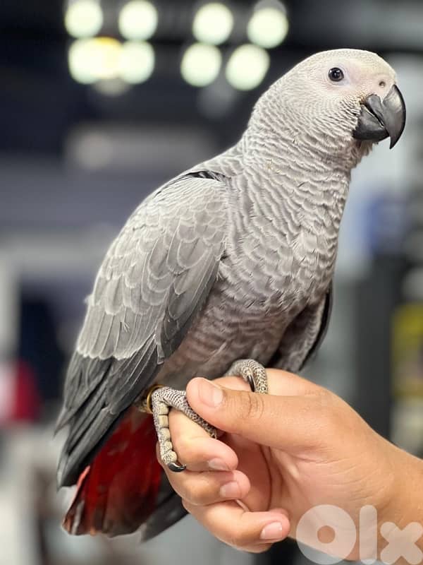 كاسكو دبل دبل جامبو 2