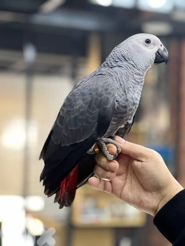 كاسكو دبل دبل جامبو 3