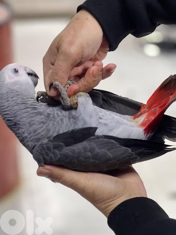 كاسكو دبل دبل جامبو 4