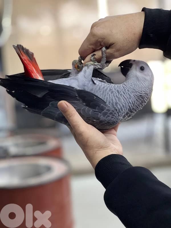 كاسكو دبل دبل جامبو 5