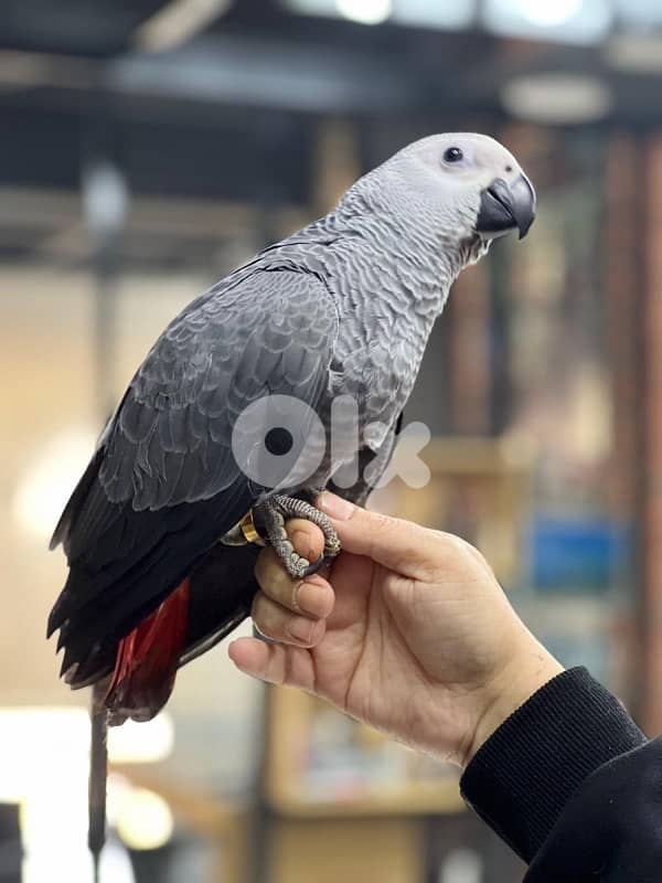 كاسكو دبل دبل جامبو 6