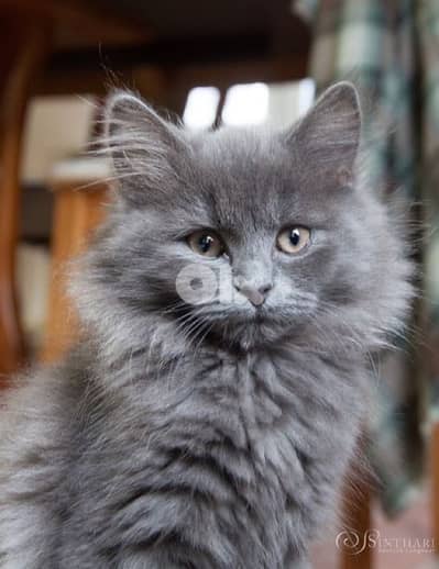 Persian kitten blue delivery available