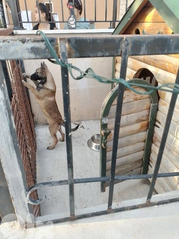 Belgian Malinois & Dutch Shepherd Puppies for Sale – جراء حراسة قوية 1