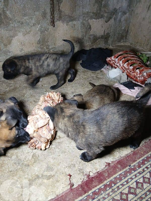 Belgian Malinois & Dutch Shepherd Puppies for Sale – جراء حراسة قوية 2