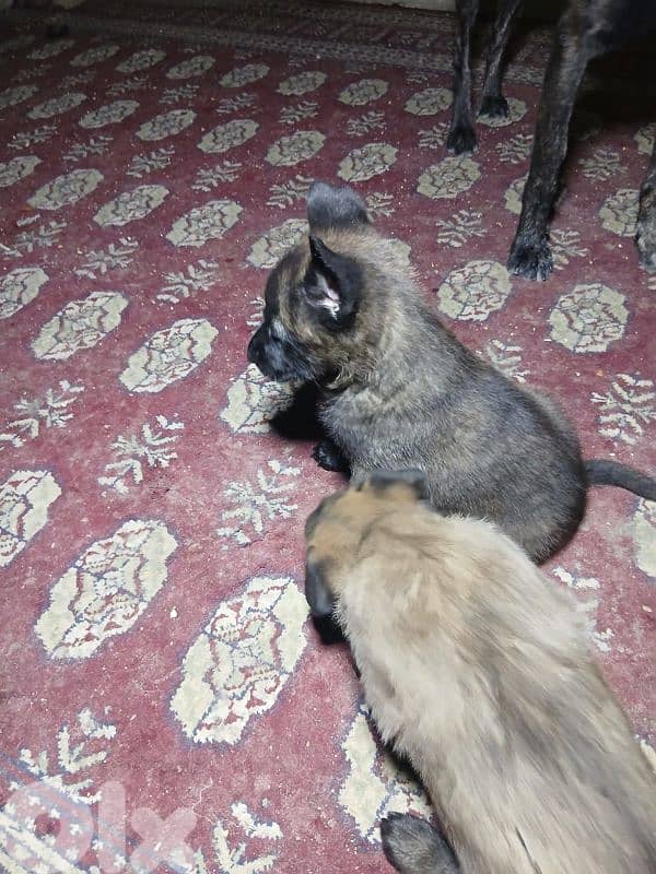 Belgian Malinois & Dutch Shepherd Puppies for Sale – جراء حراسة قوية 3